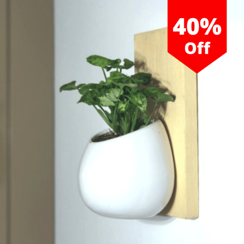 WOODEN-WALL-MOUNT-FLAT-TYPE-SINGLE-POT-HOLDER-WITH-POT-FOR-INDOOR-AND-OUT-DOOR